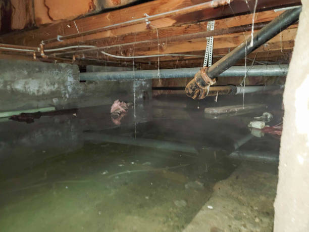 Best Basement water damage restoration  in East Niles, CA