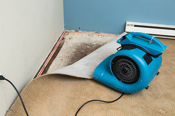 Best Water damage cleanup near me  in East Niles, CA